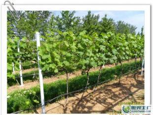 優(yōu)質(zhì)葡萄酒OEM加工-煙臺(tái)大型葡萄種植、釀造基地-浩源_食品、飲料_世界工廠網(wǎng)中國產(chǎn)品信息庫