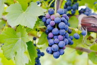 太后 效應(yīng)持續(xù)不減,取景地格里夫斯?fàn)I成韓國熱門新景點(diǎn) 韓國旅游資訊 韓游網(wǎng) 韓國旅游 韓游網(wǎng) 韓國旅游攻略 韓國旅行門戶網(wǎng)站