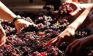 從葡萄酒加工視角，解析高端紅酒與低端紅酒的根本區(qū)別